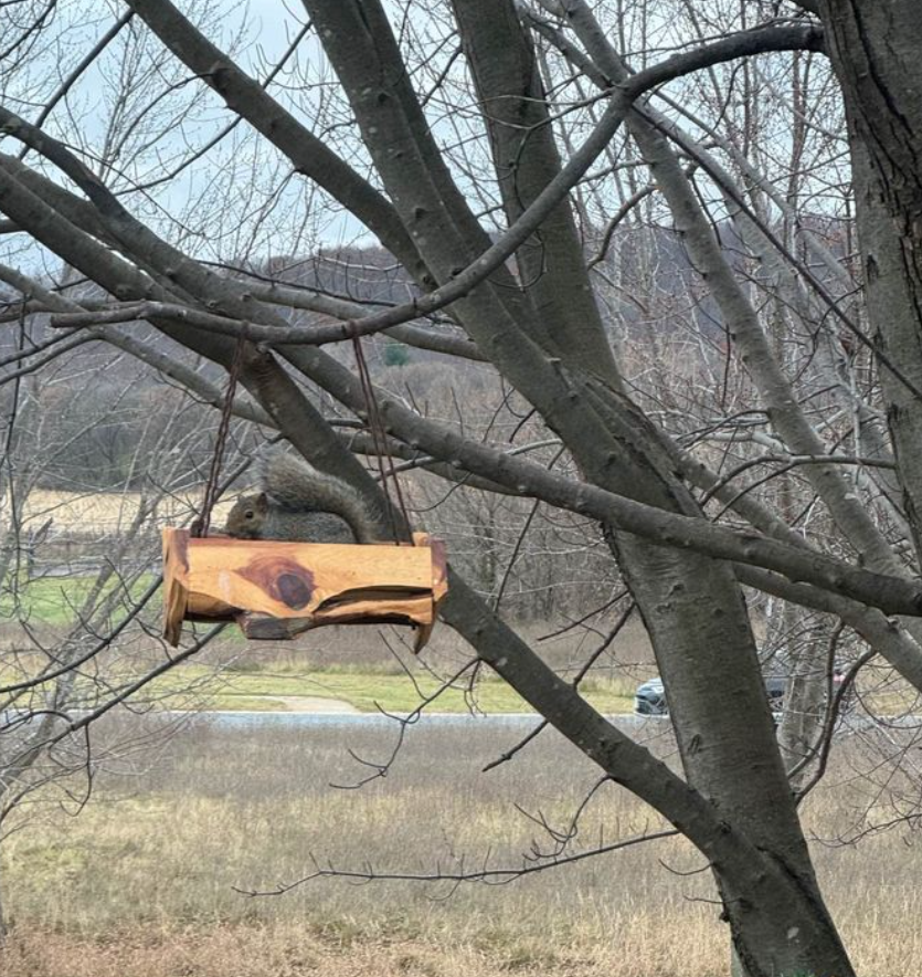 Cedar Squirrel Swing Feeder